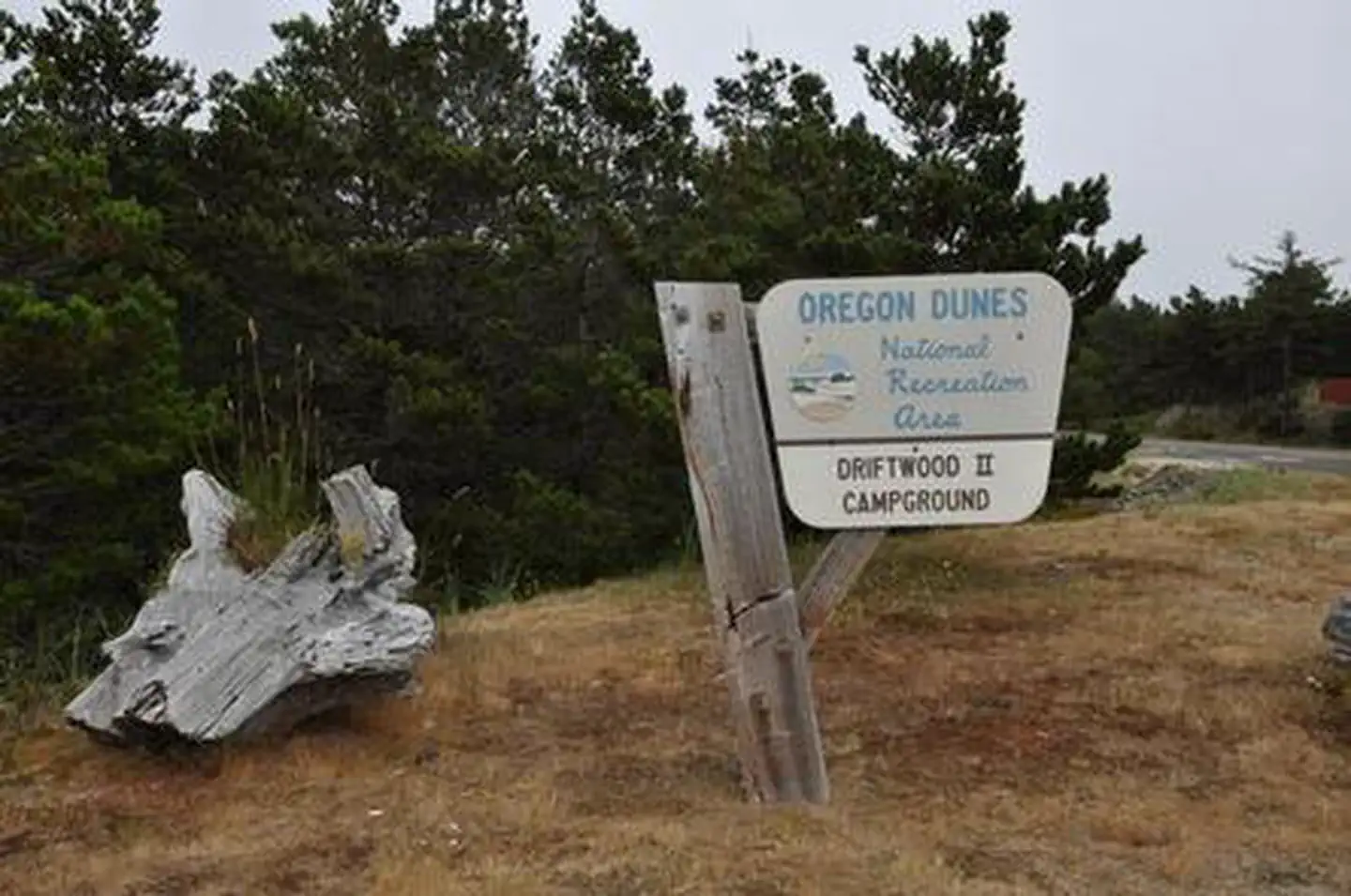 DRIFTWOOD
