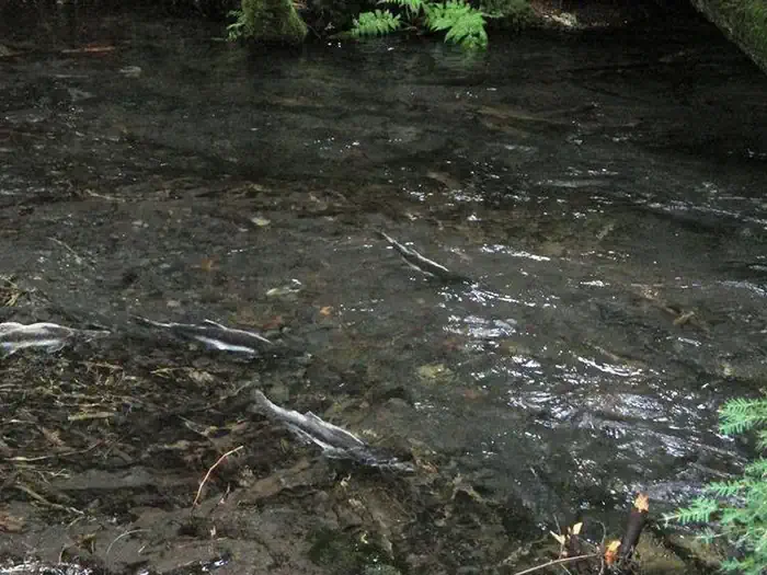 Silver Springs Campground