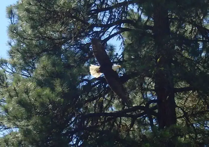 Bald eagle with outstretched wings flying above past pine trees.