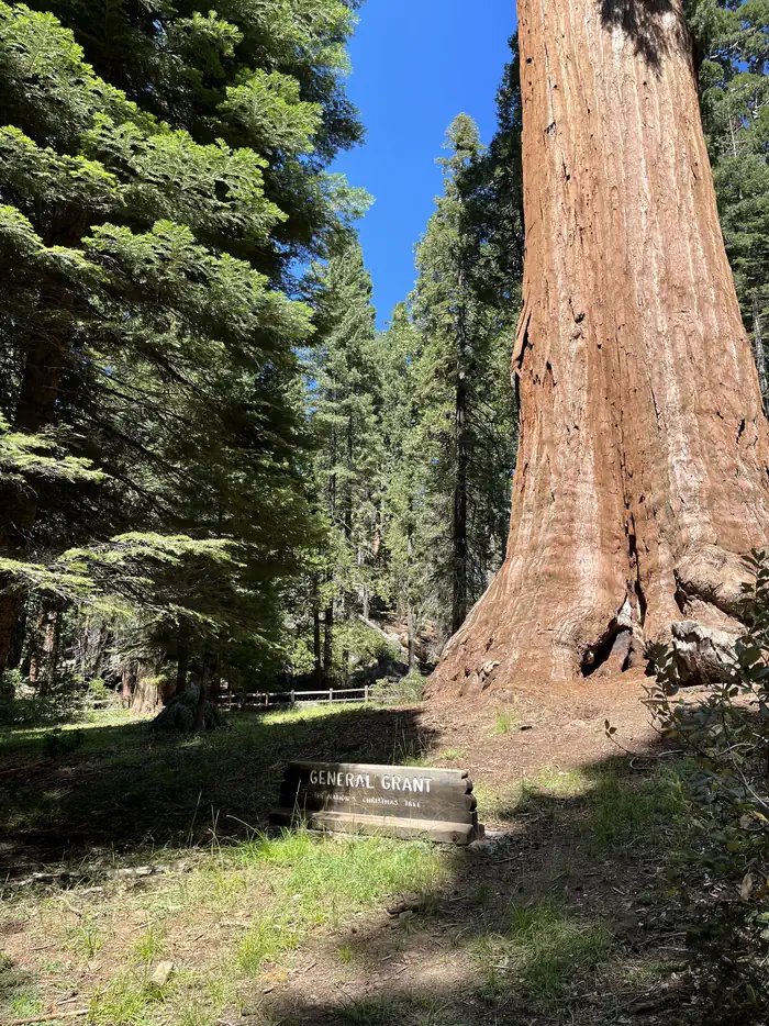 General Grant Tree