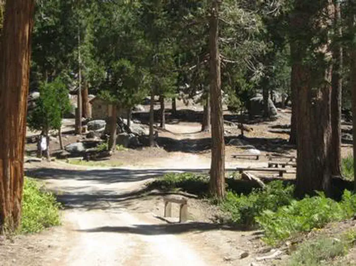 Forest trail leading to campsite.