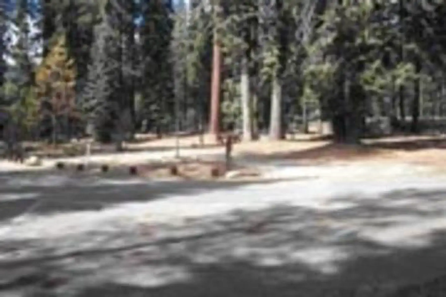 STONY CREEK SEQUOIA