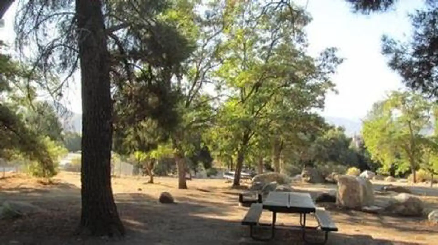LIVE OAK