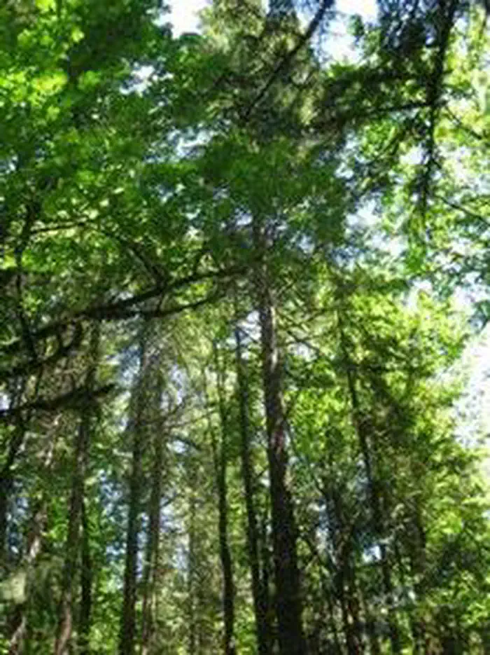 Beaver Campground