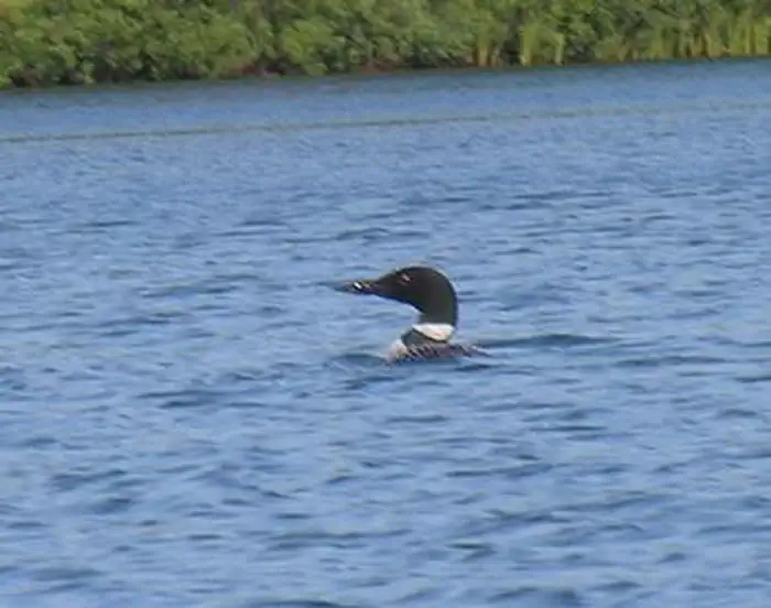 Ewing Point Campsite - Loon