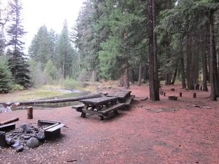 Fire ring and picnic tables on flat needle covered ground in pine forest