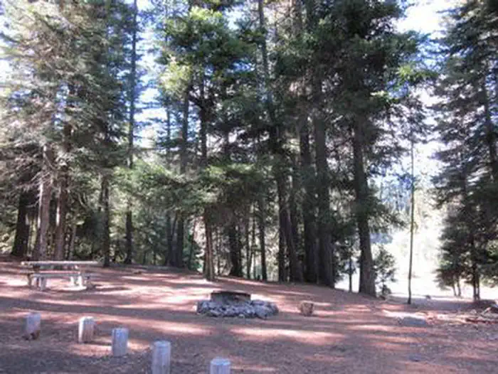 Fire ring in flat open area next to conifer trees.