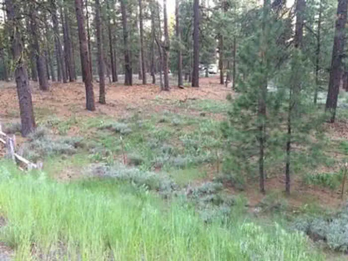 GRIZZLY Trees