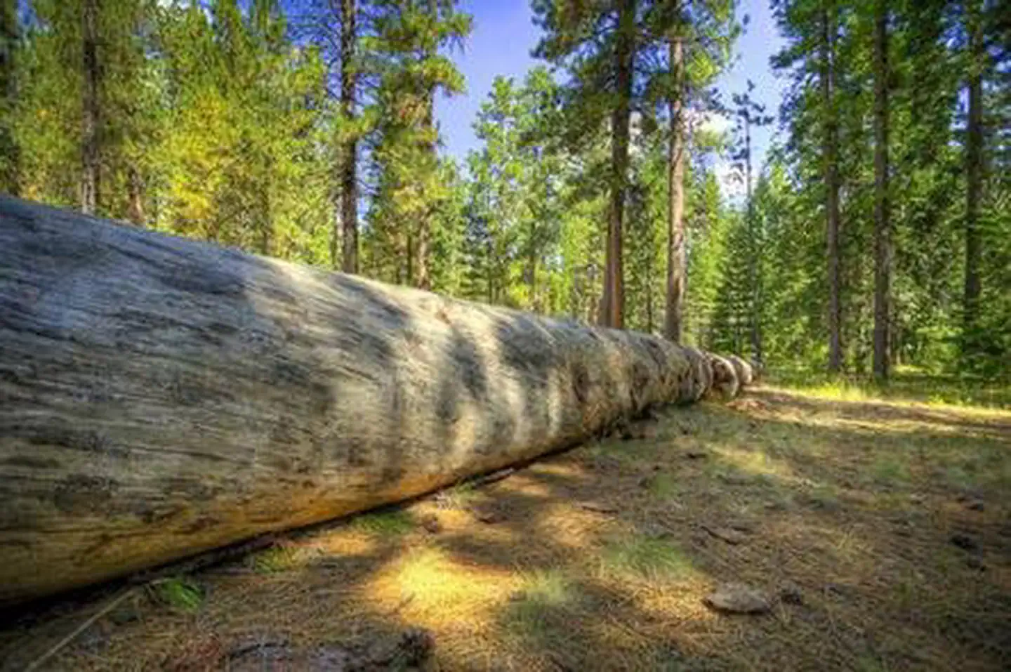 JACK CREEK CAMPGROUND